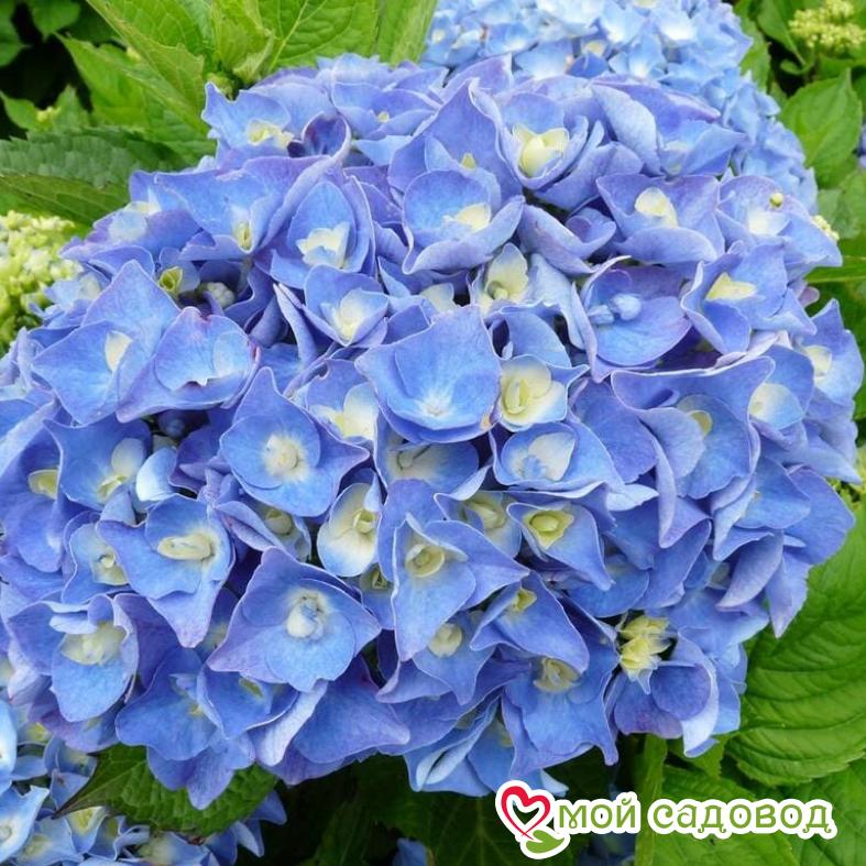 Гортензия крупнолистовая Йола