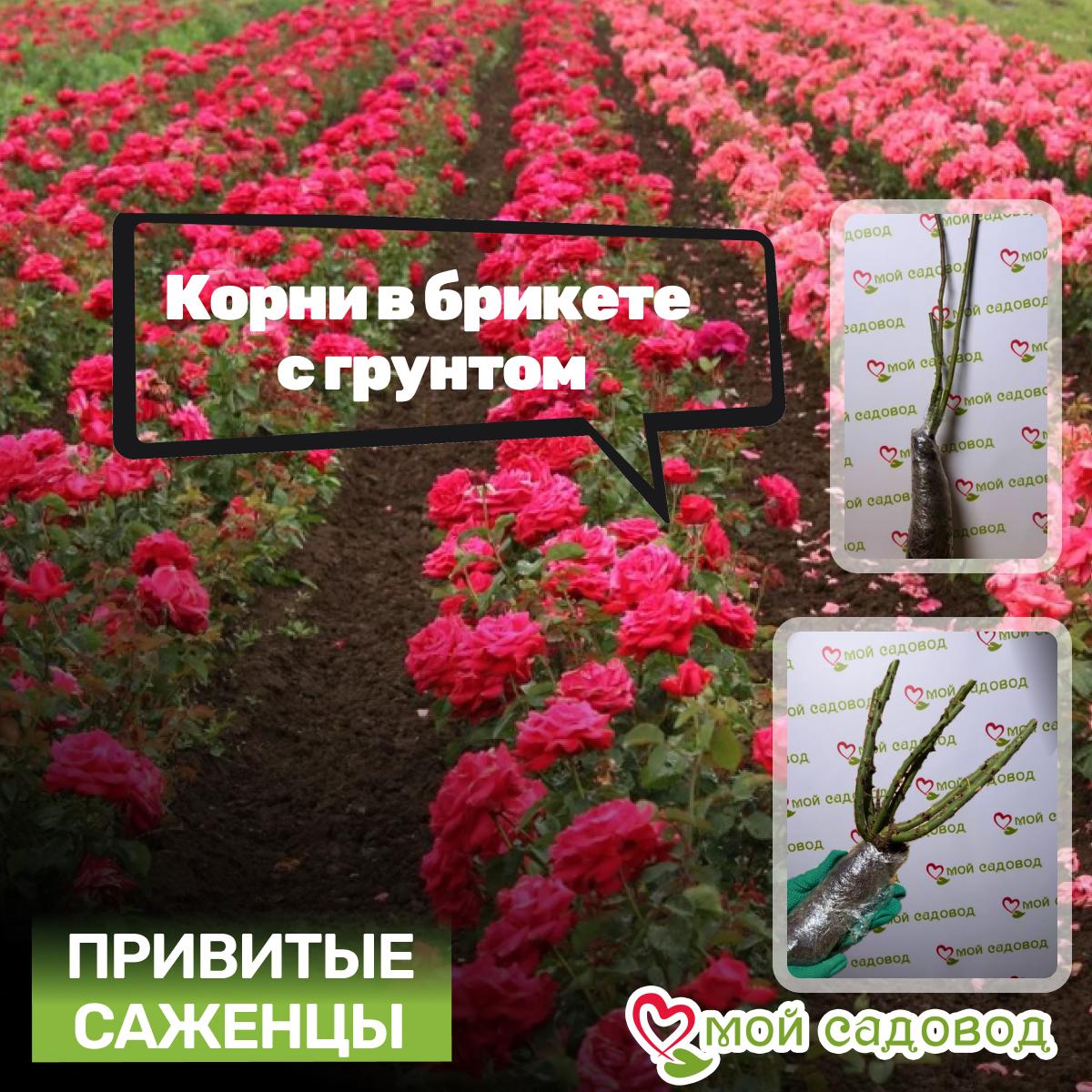 Роза Макспейс