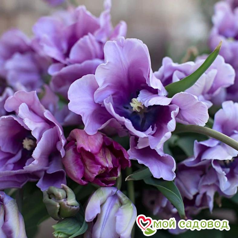 Тюльпан попугайный Блю Пэррот