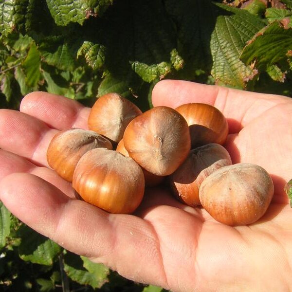 Фундук Первенец