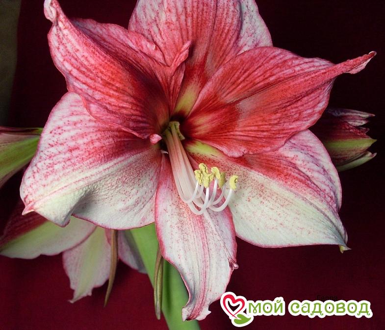 АМАРИЛЛИС ТОСКА