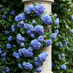 Саженцы роз